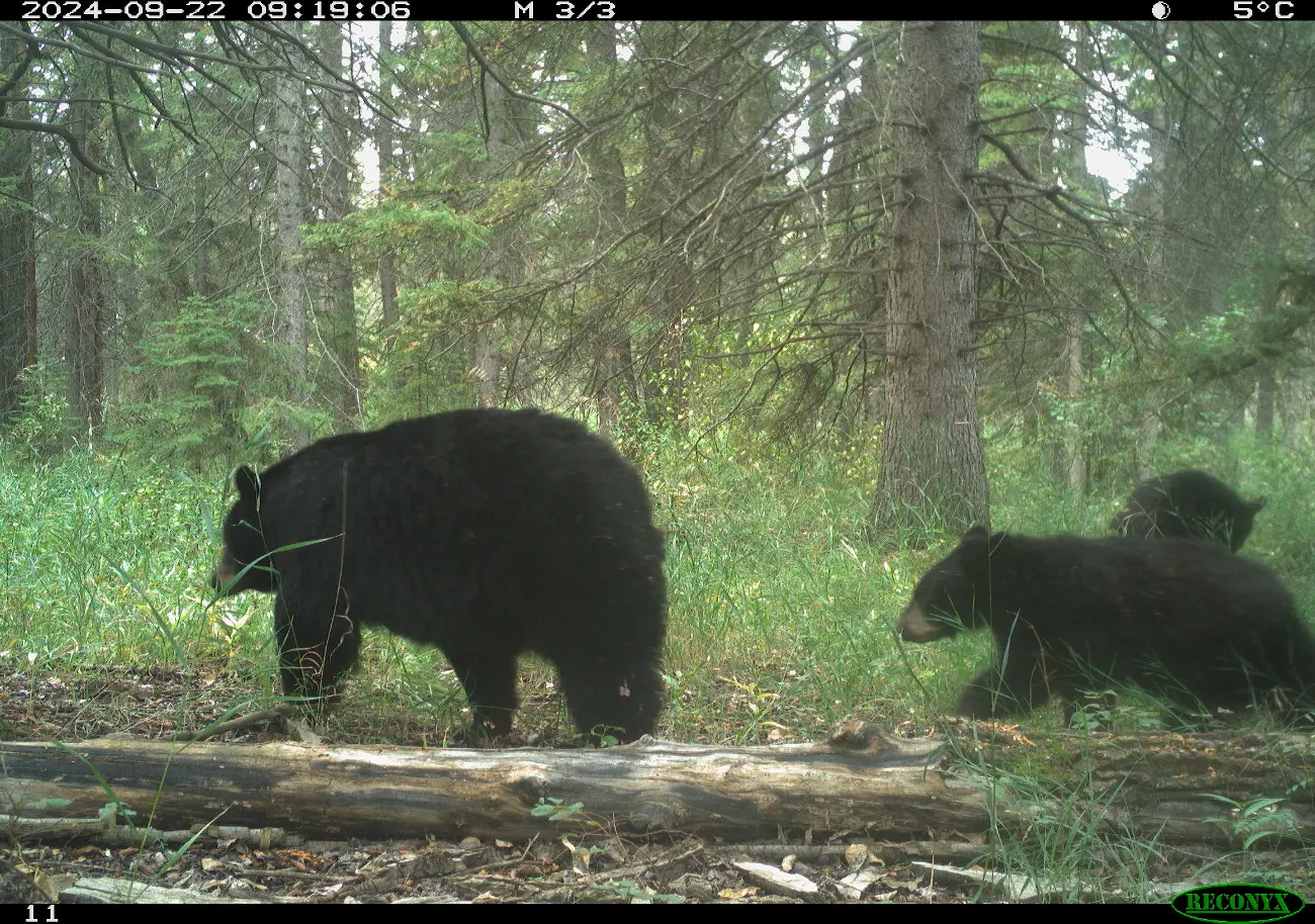 Coexisting with Bears in Fish Creek Provincial Park