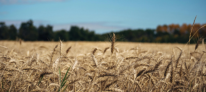 Agriculture